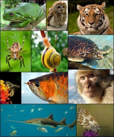 Animales